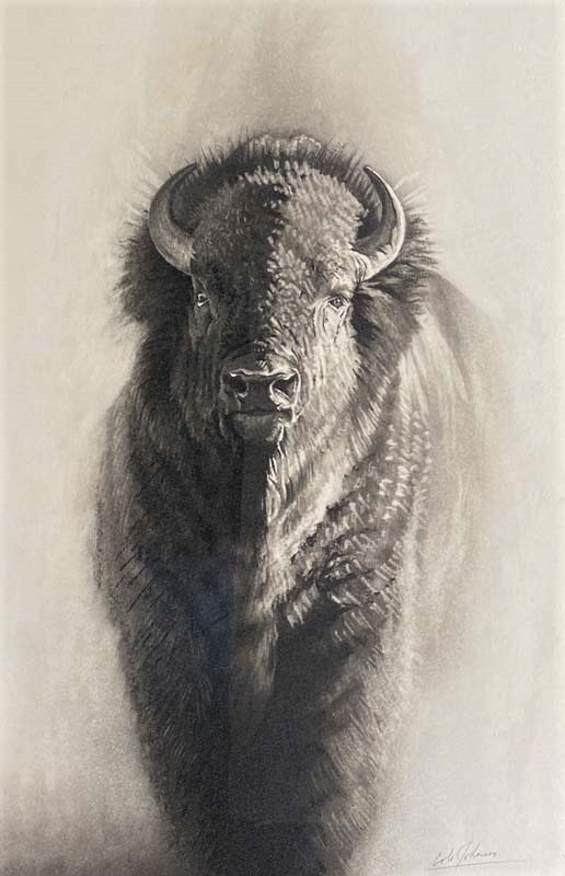 Buffalo Robe Drawing Cole Johnson :: Astoria Fine Art Gallery in Jackson Hole